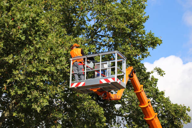 Best Emergency Tree Removal  in Progreso, TX